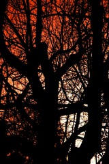 ornage abstract sunset with trees