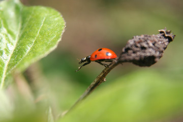 absprung
