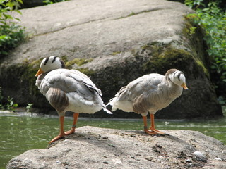 just ringed