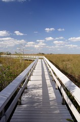 everglades panorama