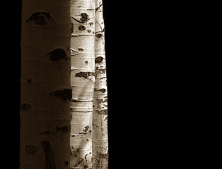 three aspens