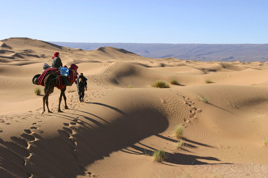 randonneur - chameau dans le désert
