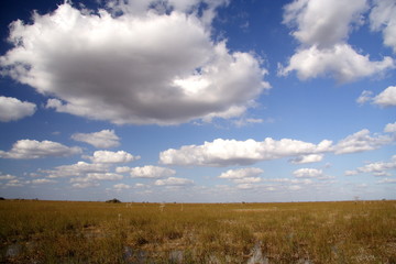Fototapeta na wymiar everglades panorama