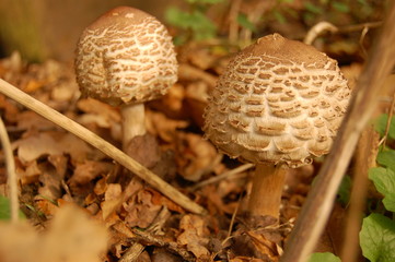 autumn funghi
