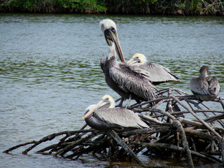 pelican roost