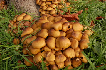 autumn funghi