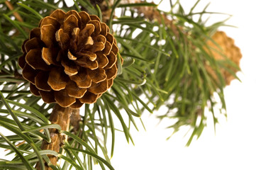 Obraz premium pine cone