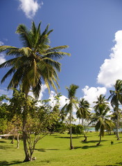 caribbean palms