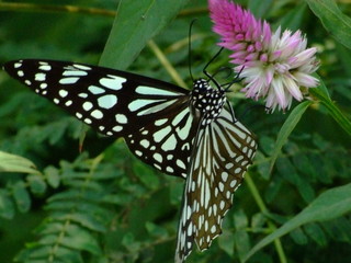 papillon