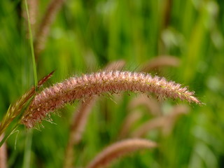 plante