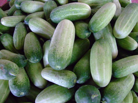 concombre