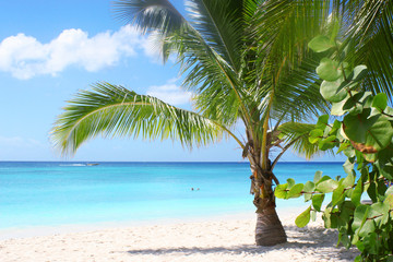 palm tree on tropical island beach