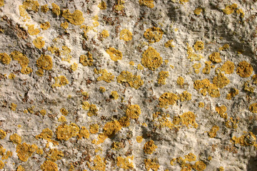yellow lichen on a stone background