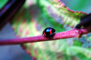 walking ladybug