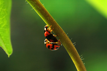 ladybirds mating