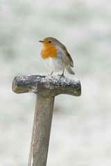 robin against snow background