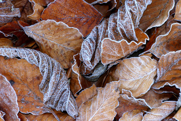 buchenblätter - beech foliage