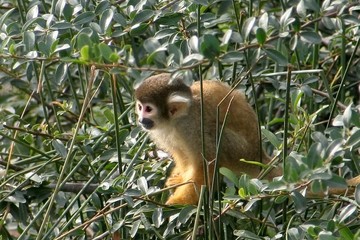 animaux 077