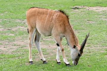 animaux 076