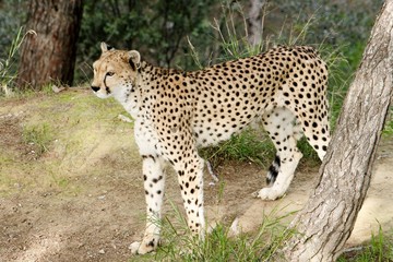animaux 080