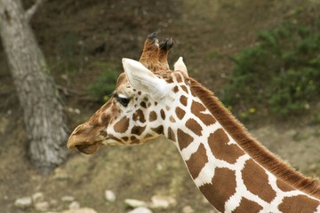 animaux 081
