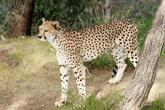 animaux 080