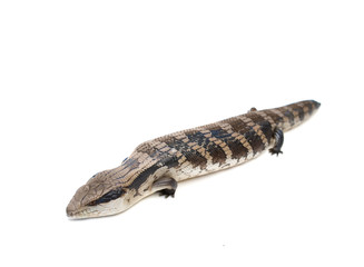 blue tongue lizard #7