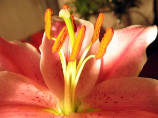 Rucksack pinke Blume © Sergey