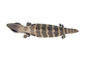 blue tongue lizard #4