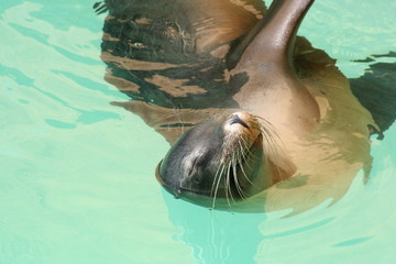 sleeping sea lion