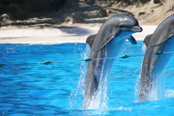 bottle nose dolphins