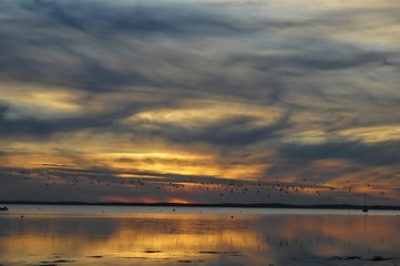 Fototapeta na wymiar nuage d'oiseau sunset