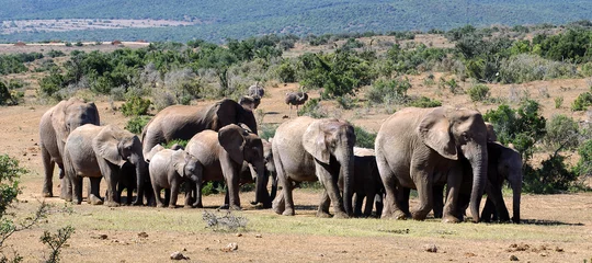 Fototapeten elefantenherde © Andreas Edelmann