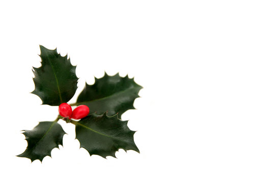 holly leaves and berries