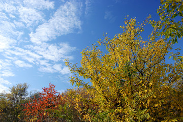 colors of autumn - fall motive