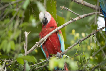 papagei