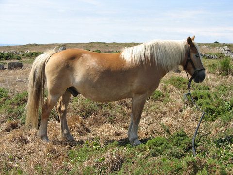 cheval