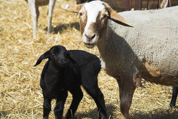 schaf und lamm - sheep and lamb