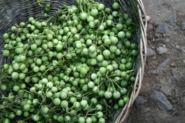 panier de petites aubergines thaïes verte