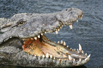 Obraz premium crocodile