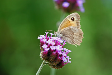 papillon