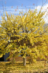 yellow tree