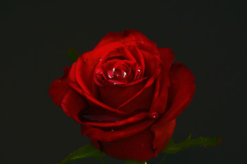 rose