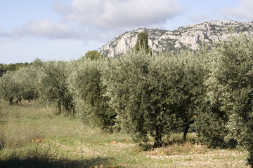 Obraz premium olivier