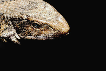 isolated lizard head.