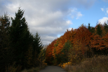Fototapeta premium autumn landscape, road