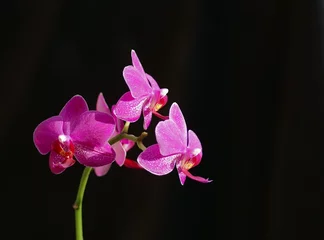 orchids