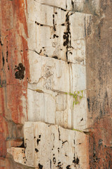 petrified wood