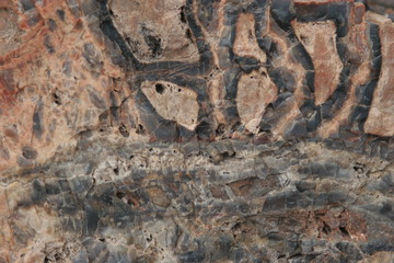 petrified wood