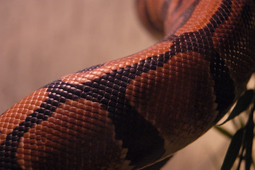 python8